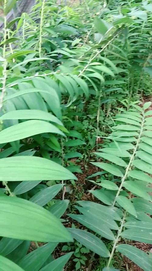 黄精种植除草技术 