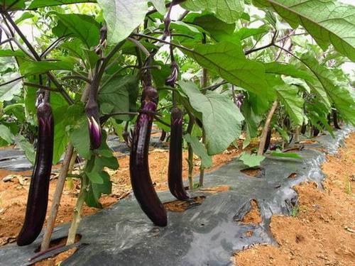 冬茄种植技术 冬茄种植技术与管理