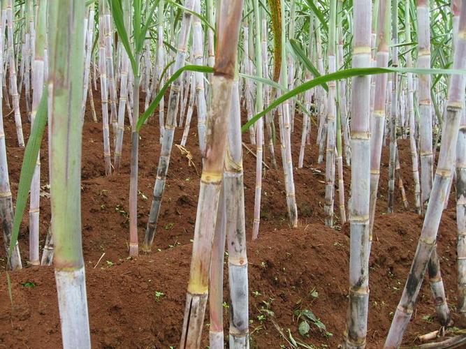 甘蔗种植技术吗 甘蔗种植技术要点