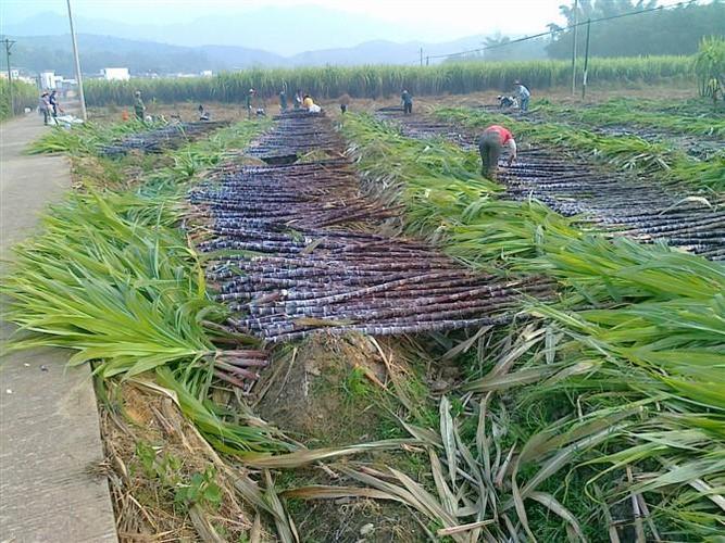 甘蔗种植技术吗 甘蔗种植技术要点