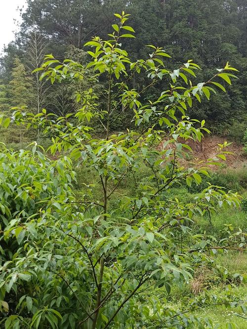 种植山苍子技术（种植山苍子挣钱吗）