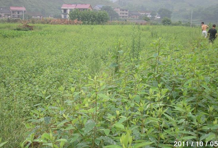 种植山苍子技术（种植山苍子挣钱吗）