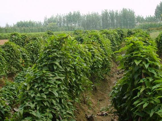 山药高新种植技术 山药高新种植技术有哪些