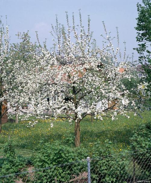 东北种植苹果树的技术要点（东北苹果树什么时候开花）