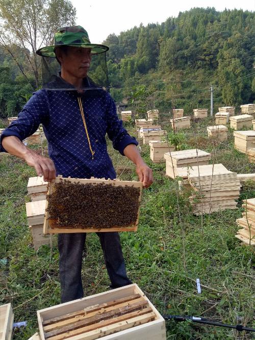 土蜜蜂养殖出售信息最新（土蜜蜂价格）