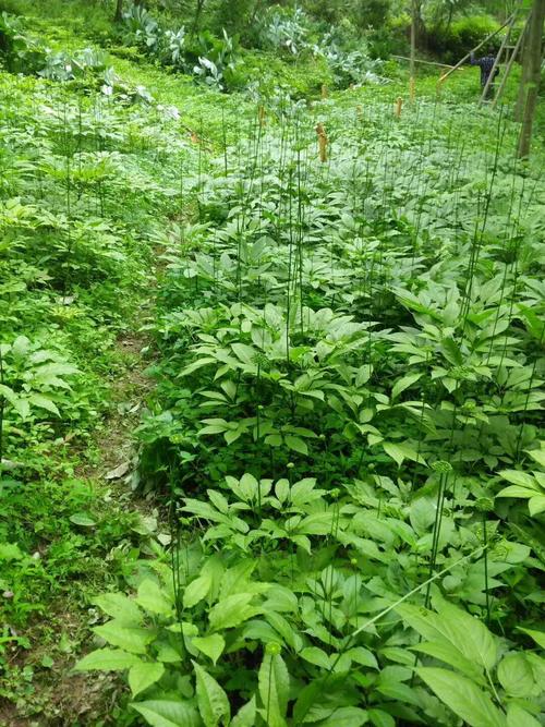 竹参种植技术 竹参种植技术与管理