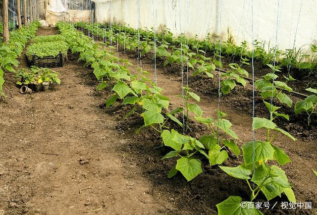 种植黄瓜的管理技术（种植黄瓜的管理方法）