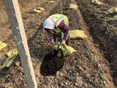 种植坑施肥技术 种植坑施肥技术视频