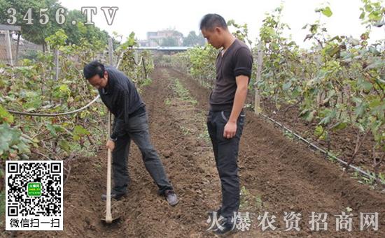 种植坑施肥技术 种植坑施肥技术视频