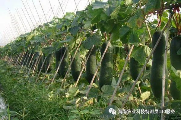 大型冬瓜种植技术 大型冬瓜种植技术视频