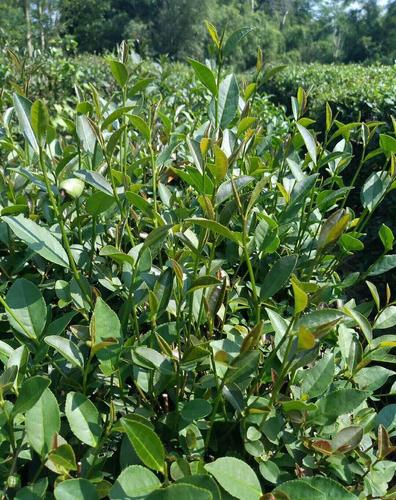 山茶种种植技术 山茶种种植技术视频