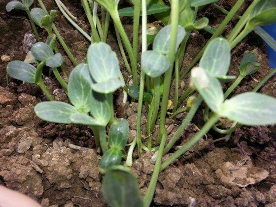 西瓜芽种植技术 西瓜芽种植技术与管理