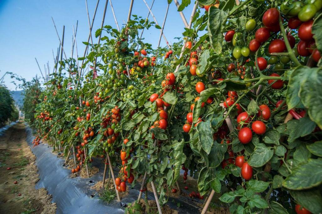 国外西红柿种植技术 国外西红柿种植技术现状