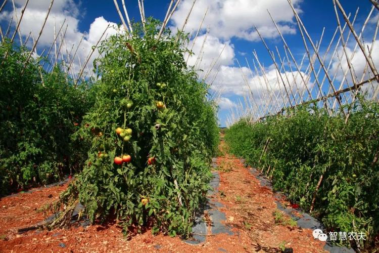 国外西红柿种植技术 国外西红柿种植技术现状