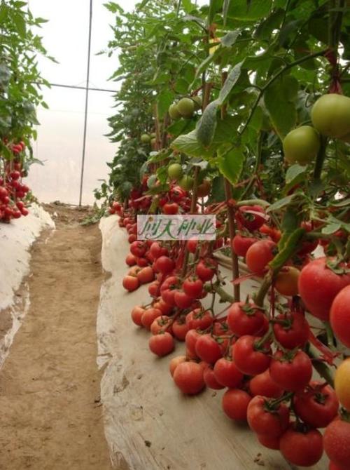 国外西红柿种植技术 国外西红柿种植技术现状