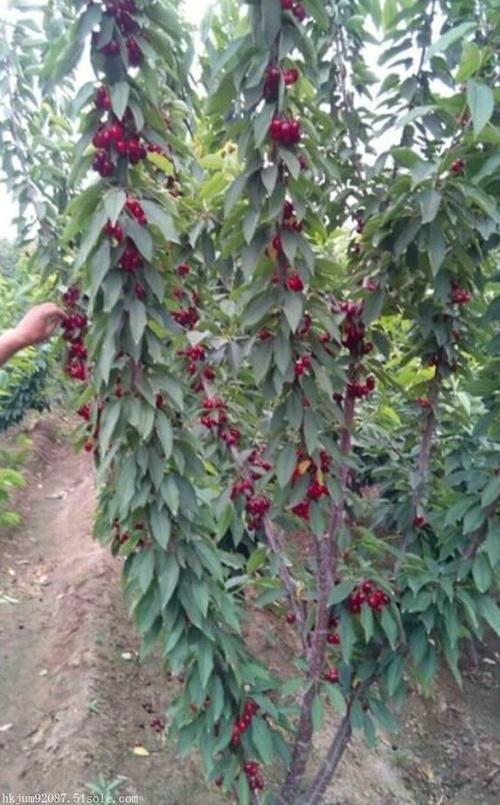 种植技术视频樱桃 种植樱桃苗视频