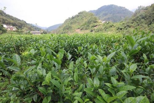 山茶树的种植技术（山茶树的种植技术与管理）