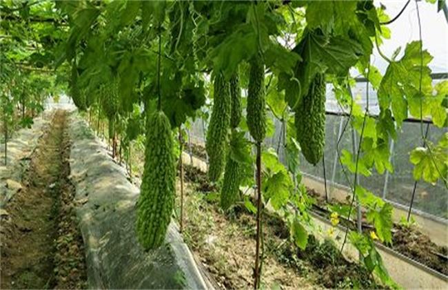 室内苦瓜种植技术 室内苦瓜种植技术视频