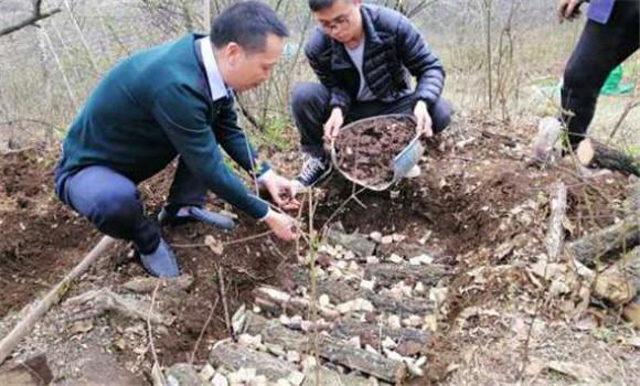 东北猪苓种植技术 东北猪苓种植技术与管理