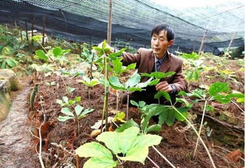 东北猪苓种植技术 东北猪苓种植技术与管理