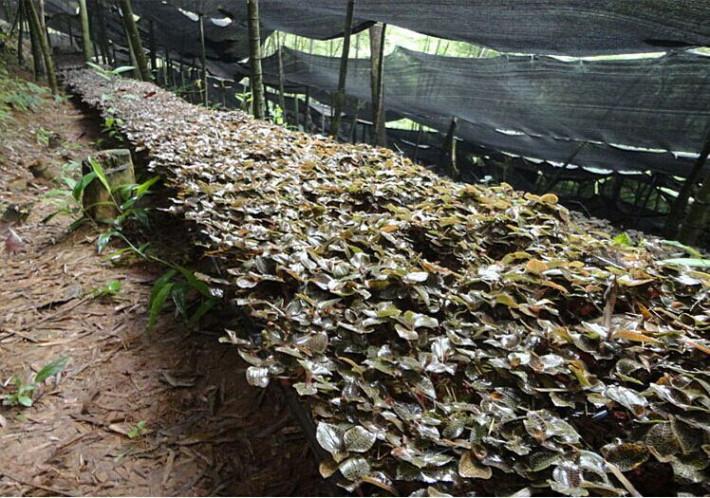 元盛堂金线莲种植技术（金线莲药材种植视频）