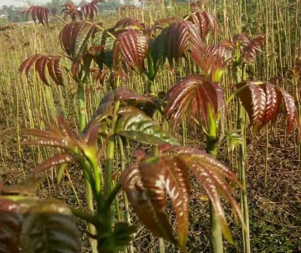 吉林香椿种植技术（吉林香椿种植技术条件）