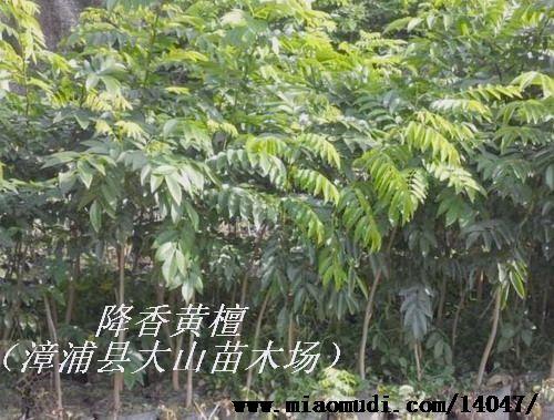 云浮海南黄花梨种植技术（海南黄花梨种植新技术）