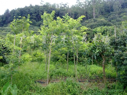 云浮海南黄花梨种植技术（海南黄花梨种植新技术）