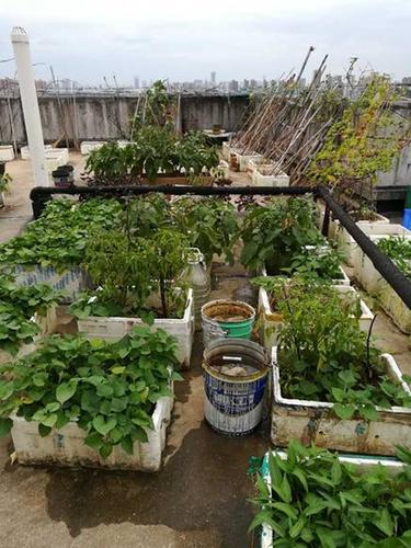 楼顶小土豆种植技术（楼顶上种菜土底下垫什么最好）