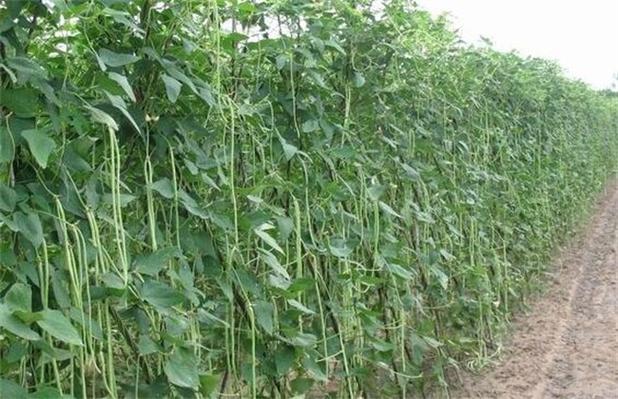 冬天豆角种植技术 冬季豆角种植技术