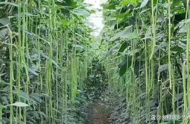 冬天豆角种植技术 冬季豆角种植技术