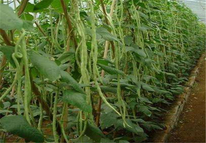 冬天豆角种植技术 冬季豆角种植技术