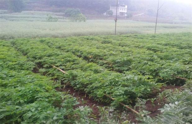 高产白芷种植技术 高产白芷种植技术视频