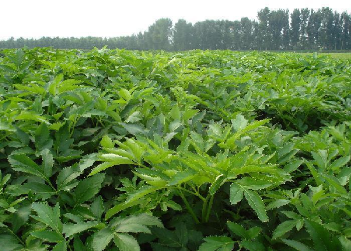 高产白芷种植技术 高产白芷种植技术视频