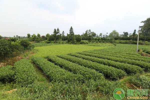 茶叶种植管理技术难点在哪（茶叶种植管理技术难点在哪些方面）