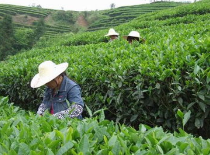 茶叶种植管理技术难点在哪（茶叶种植管理技术难点在哪些方面）