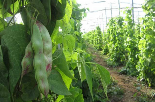 扁豆春季种植技术 扁豆春季种植技术要点