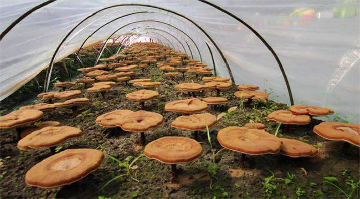 学种植灵芝技术 学种植灵芝技术有前途吗