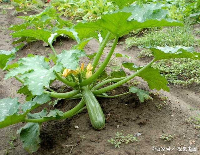 西葫芦瓜怎么种植技术（西葫芦种植技术和管理视频）