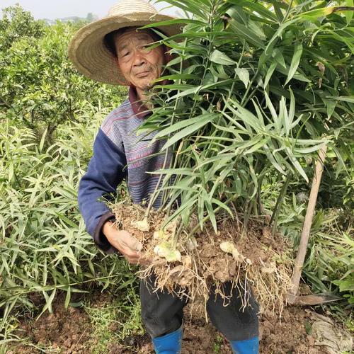 黄精种植技术图 