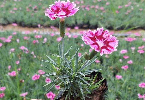 甘肃绿化彩虹石竹种植技术（彩虹石竹和欧石竹的区别）