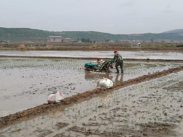 人工水稻旱田直播种植技术（人工水稻旱田直播种植技术要求）