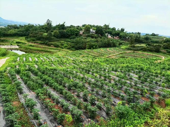 龙眼辣椒种植技术 龙眼辣椒种植技术视频