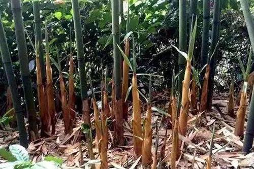 象牙笋种植技术 象牙笋种植技术视频