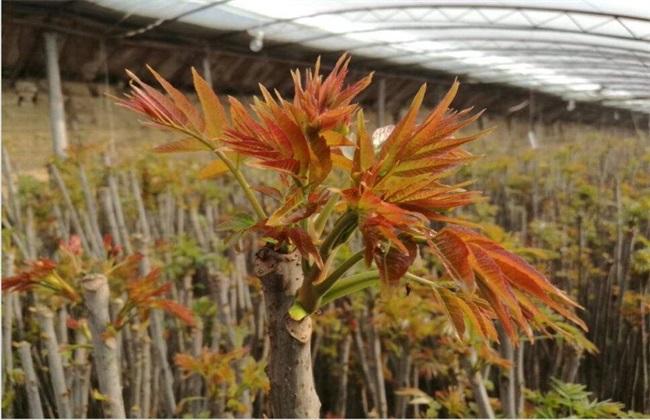 香椿家庭种植技术 香椿家庭种植技术视频