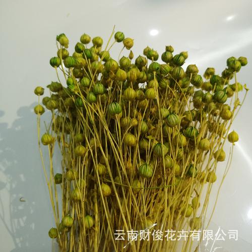 富贵豆种植技术 富贵豆种植技术视频