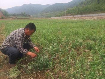 野韭菜种植技术（野韭菜种怎么种植）