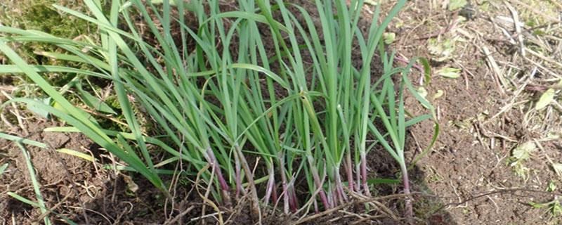 野韭菜种植技术（野韭菜种怎么种植）