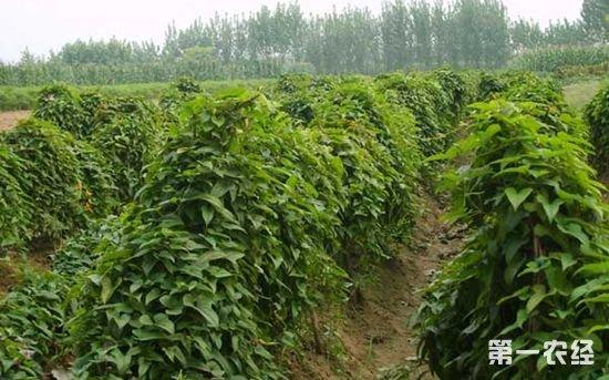 高产山药种植技术微盘下载（山药种植技术 致富经）