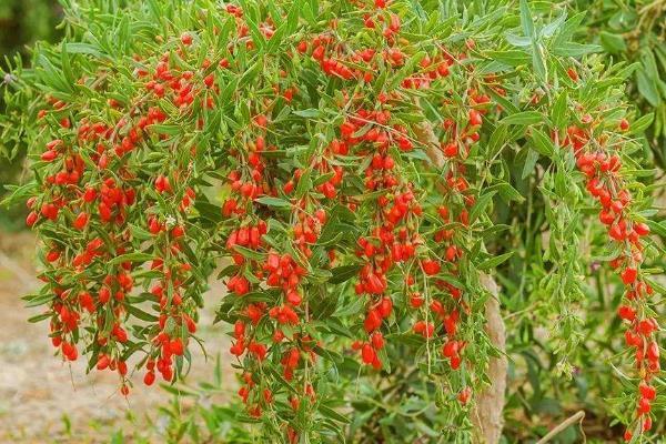 东北枸杞种植技术 东北枸杞种植技术与管理